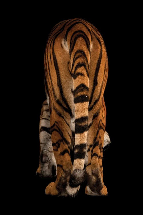 An Endangered Malayan Tiger At Omaha's Henry Doorly Zoo And Aquarium II