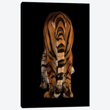 An Endangered Malayan Tiger At Omaha's Henry Doorly Zoo And Aquarium II Canvas Print #SRR247} by Joel Sartore Canvas Art Print