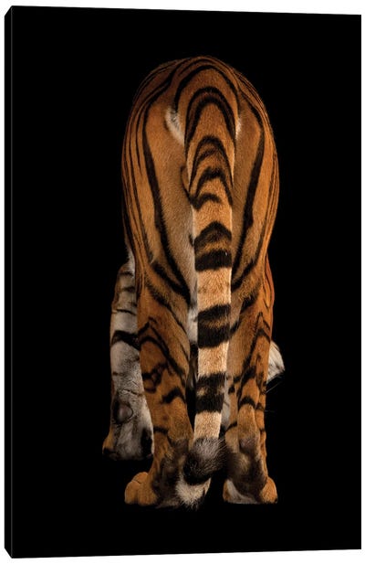An Endangered Malayan Tiger At Omaha's Henry Doorly Zoo And Aquarium II Canvas Art Print - Wildlife Conservation Art