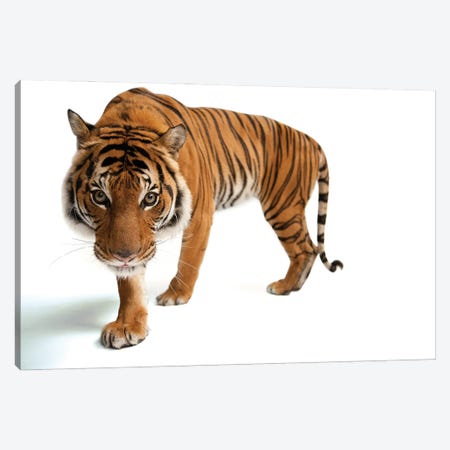 An Endangered Malayan Tiger At Omaha's Henry Doorly Zoo And Aquarium III Canvas Print #SRR248} by Joel Sartore Canvas Wall Art