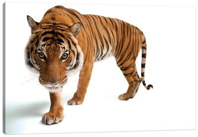 An Endangered Malayan Tiger At Omaha's Henry Doorly Zoo And Aquarium III Canvas Art Print - Wildlife Conservation Art