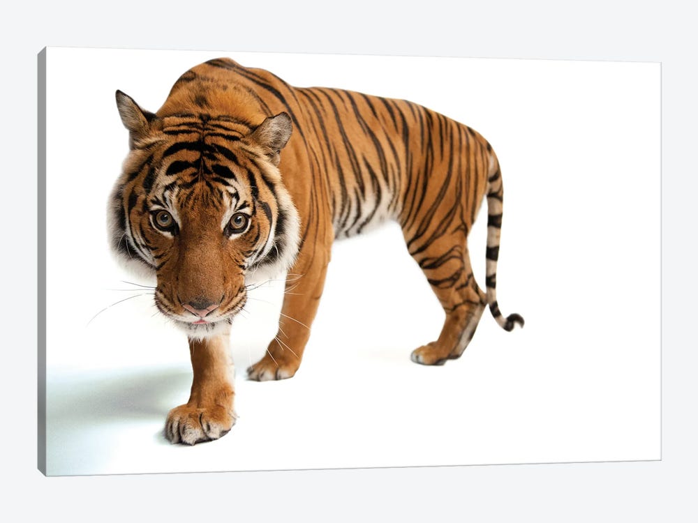 An Endangered Malayan Tiger At Omaha's Henry Doorly Zoo And Aquarium III by Joel Sartore 1-piece Canvas Print