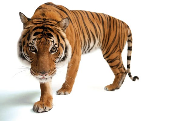 An Endangered Malayan Tiger III At Omaha's Henry Doorly Zoo And Aquarium