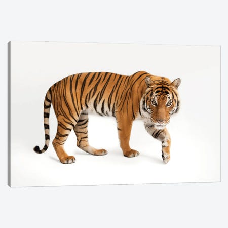 An Endangered Malayan Tiger At Omaha's Henry Doorly Zoo And Aquarium IV Canvas Print #SRR249} by Joel Sartore Canvas Art