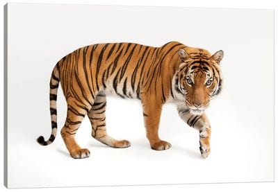 An Endangered Malayan Tiger At Omaha's Henry Doorly Zoo And Aquarium IV Canvas Art Print - Wildlife Conservation Art