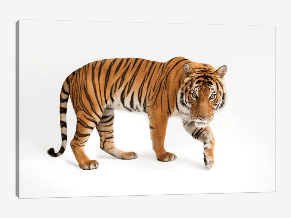 An Endangered Malayan Tiger At Omaha's Henry Doorly Zoo And Aquarium IV by Joel Sartore 1-piece Canvas Art