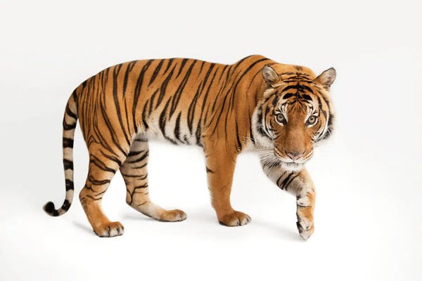 Joel Sartore: An Endangered Malayan Tiger IV At Omaha's Henry Doorly Zoo And Aquarium by Joel Sartore