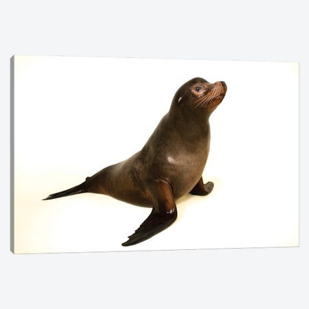 A California Sea Lion At The Indianapolis Zoo This Animal Is Named Diego Canvas Print #SRR24} by Joel Sartore Canvas Wall Art