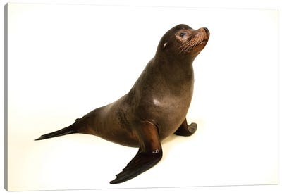 A California Sea Lion At The Indianapolis Zoo This Animal Is Named Diego Canvas Art Print - Joel Sartore
