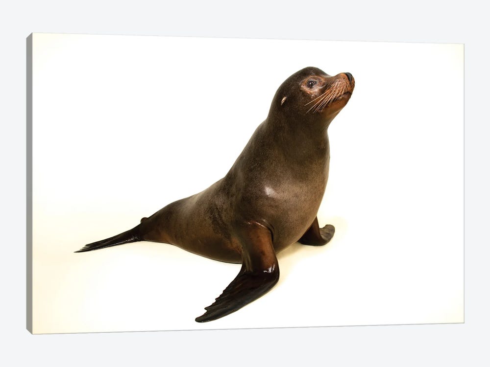 A California Sea Lion At The Indianapolis Zoo This Animal Is Named Diego by Joel Sartore 1-piece Canvas Art