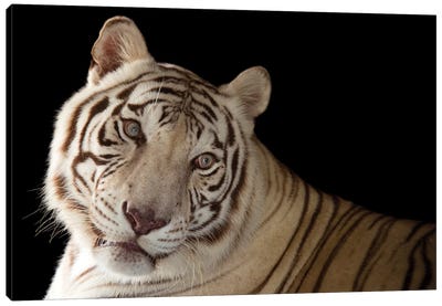 An Endangered Male White Bengal Tiger Named Rajah, At Alabama Gulf Coast Zoo Canvas Art Print - Joel Sartore