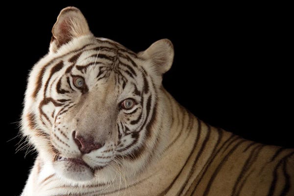 Joel Sartore: An Endangered Male White Bengal Tiger Named Rajah, At Alabama Gulf Coast Zoo by Joel Sartore
