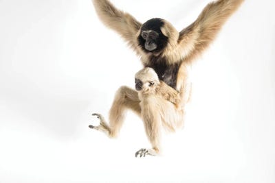 An Endangered Pileated Gibbon With Her Eight-Month-Old Infant At The Gibbon Conservation Center by Joel Sartore framed canvas print