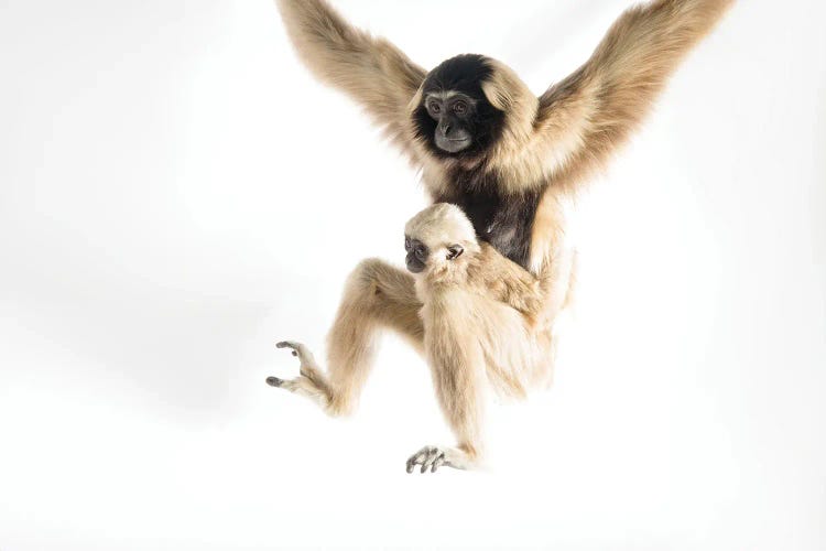 An Endangered Pileated Gibbon With Her Eight-Month-Old Infant At The Gibbon Conservation Center