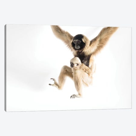 An Endangered Pileated Gibbon With Her Eight-Month-Old Infant At The Gibbon Conservation Center Canvas Print #SRR251} by Joel Sartore Canvas Art Print