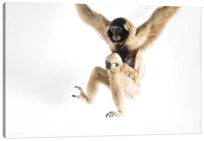 An Endangered Pileated Gibbon With Her Eight-Month-Old Infant At The Gibbon Conservation Center Canvas Art Print - Joel Sartore