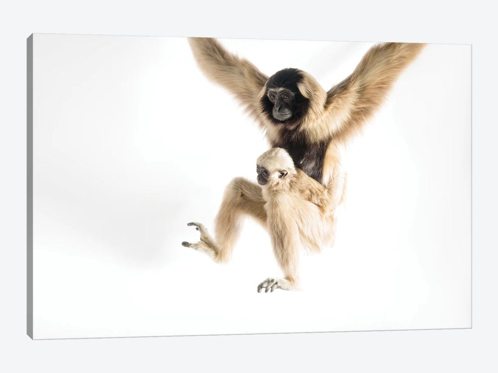 An Endangered Pileated Gibbon With Her Eight-Month-Old Infant At The Gibbon Conservation Center by Joel Sartore 1-piece Art Print