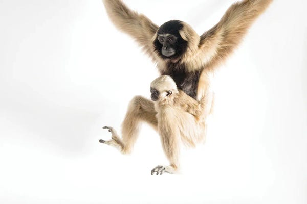 Joel Sartore: An Endangered Pileated Gibbon With Her Eight-Month-Old Infant At The Gibbon Conservation Center by Joel Sartore