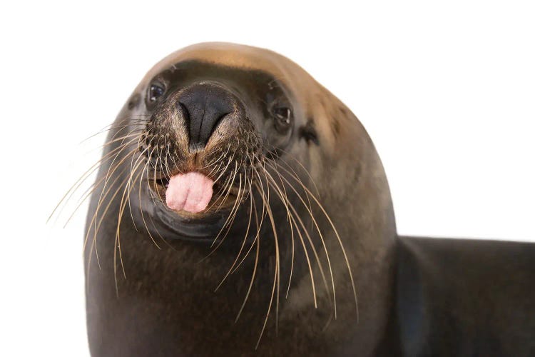 An Endangered, 12-Yr-Old Australian Sea Lion Named Malie, At The Taronga Zoo I