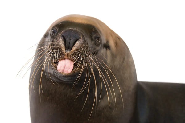 Joel Sartore: An Endangered, 12-Yr-Old Australian Sea Lion Named Malie, At The Taronga Zoo I by Joel Sartore
