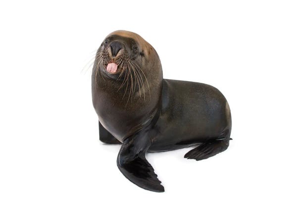 Joel Sartore: An Endangered, 12-Yr-Old Australian Sea Lion Named Malie, At The Taronga Zoo II by Joel Sartore