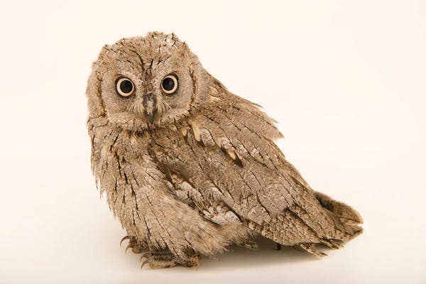 Joel Sartore: An Eurasian Scops Owl At Alpenzoo In Innsbruck, Austria by Joel Sartore