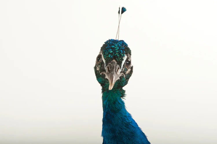 An Indian Blue Peafowl At The Lincoln Children's Zoo