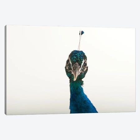 An Indian Blue Peafowl At The Lincoln Children's Zoo Canvas Print #SRR255} by Joel Sartore Canvas Art