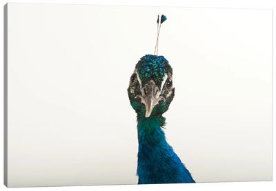 An Indian Blue Peafowl At The Lincoln Children's Zoo Canvas Art Print - Peacock Art