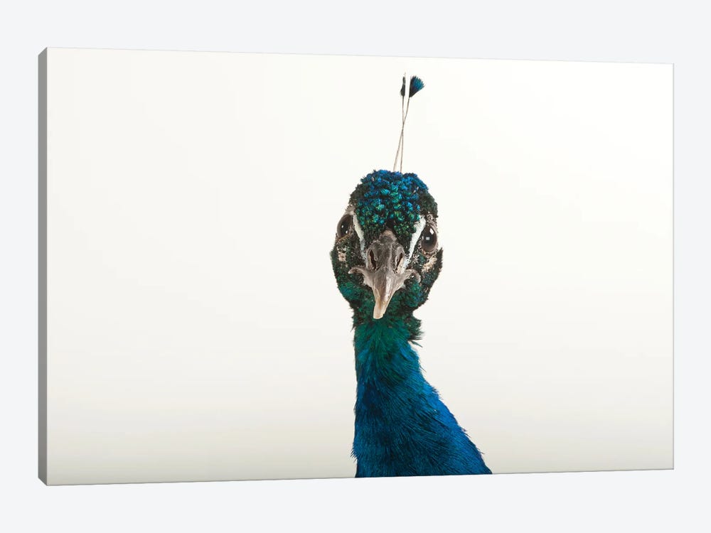 An Indian Blue Peafowl At The Lincoln Children's Zoo by Joel Sartore 1-piece Canvas Art Print