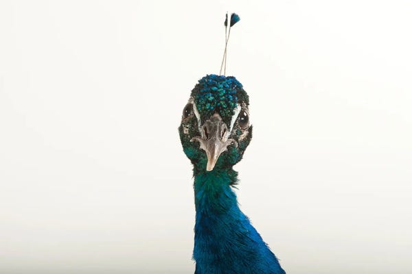 An Indian Blue Peafowl At The Lincoln Children's Zoo