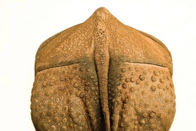 An Indian Rhinoceros At Rolling Hills Wildlife Adventure In Salina, Kansas by Joel Sartore art print