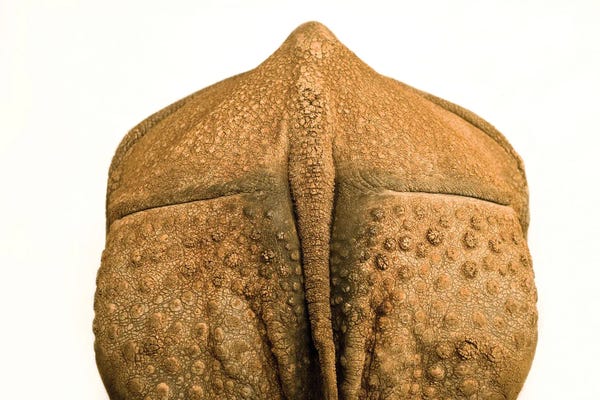 Rhinoceroses: An Indian Rhinoceros At Rolling Hills Wildlife Adventure In Salina, Kansas by Joel Sartore