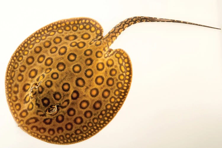 An Ocellate River Stingray At Piscilago Zoo