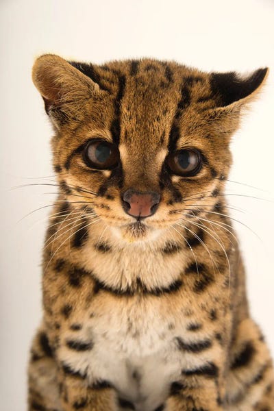 An Oncilla At Parque Jaime Duque Near Bogota, Colombia by Joel Sartore art print