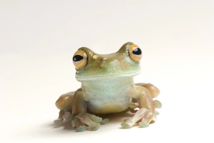 A Canal Zone Tree Frog At Zoo Atlanta