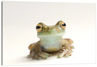 A Canal Zone Tree Frog At Zoo Atlanta Canvas Art Print - Joel Sartore