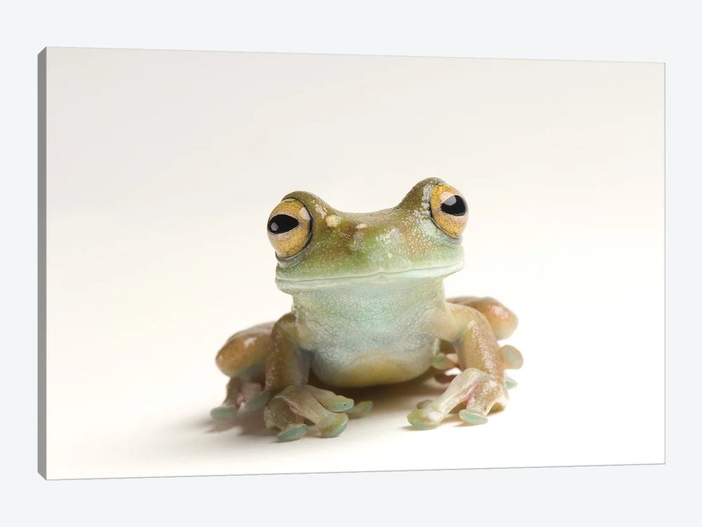 A Canal Zone Tree Frog At Zoo Atlanta by Joel Sartore 1-piece Canvas Art Print