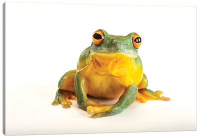 An Orange Eyed Tree Frog At Wild Life Sydney Zoo Canvas Art Print - Joel Sartore