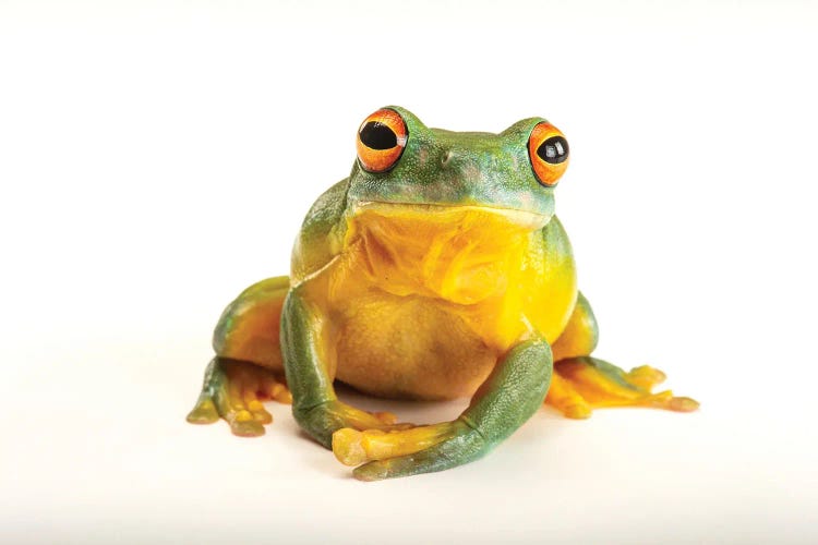 An Orange Eyed Tree Frog At Wild Life Sydney Zoo