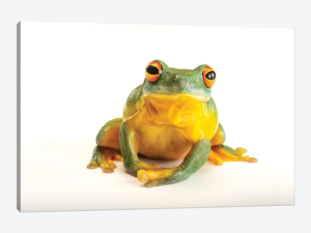 An Orange Eyed Tree Frog At Wild Life Sydney Zoo by Joel Sartore 1-piece Canvas Print