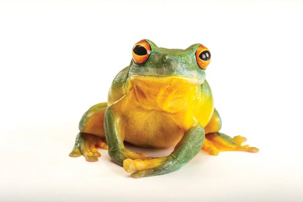Joel Sartore: An Orange Eyed Tree Frog At Wild Life Sydney Zoo by Joel Sartore
