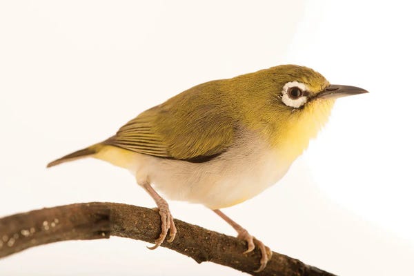 Joel Sartore: An Oriental White Eye At Jurong Bird Park by Joel Sartore