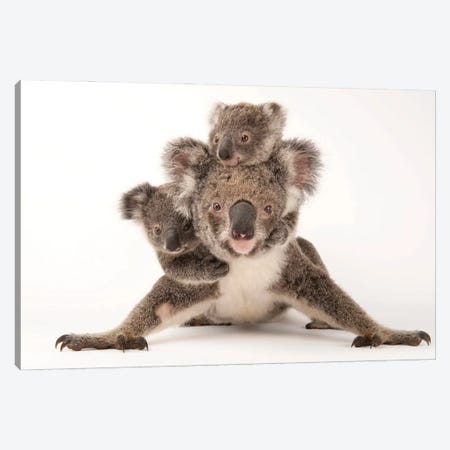 Augustine, A Mother Koala With Her Young Ones Gus And Rupert At The Australia Zoo Wildlife Hospital Canvas Print #SRR262} by Joel Sartore Canvas Artwork