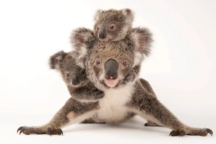 Augustine, A Mother Koala With Her Young Ones Gus And Rupert At The Australia Zoo Wildlife Hospital by Joel Sartore wall art