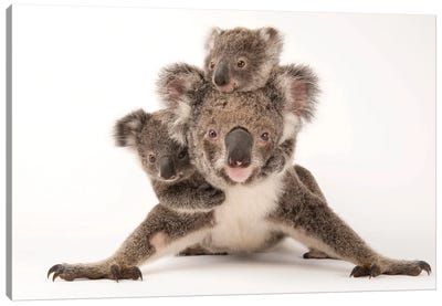 Augustine, A Mother Koala With Her Young Ones Gus And Rupert At The Australia Zoo Wildlife Hospital Canvas Art Print