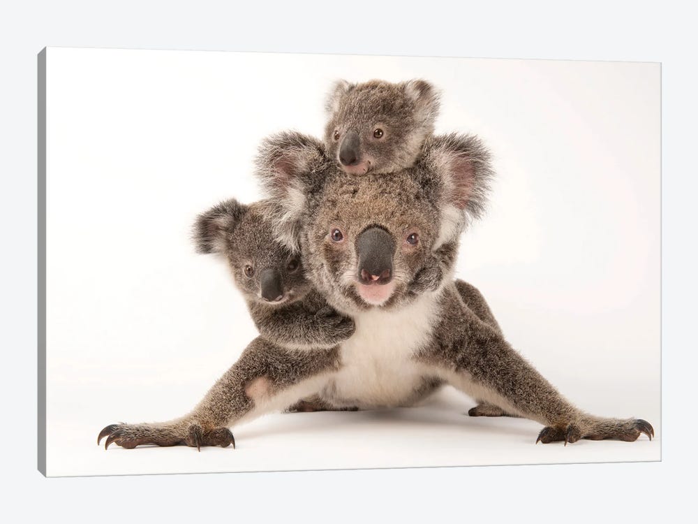 Augustine, A Mother Koala With Her Young Ones Gus And Rupert At The Australia Zoo Wildlife Hospital by Joel Sartore 1-piece Canvas Print