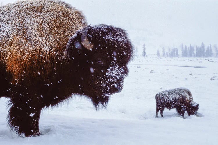 Bison In The Snow