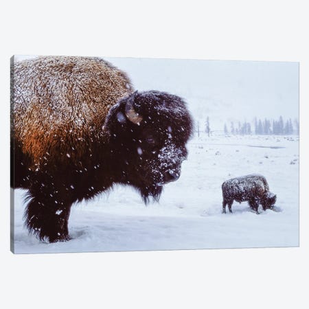 Bison In The Snow Canvas Print #SRR263} by Joel Sartore Canvas Art