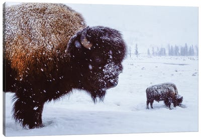 Bison In The Snow Canvas Art Print - Joel Sartore